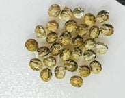 Euphorbia tenuispinosa seeds