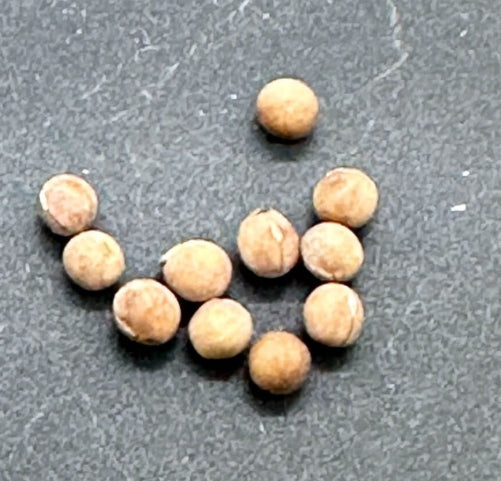 Euphorbia venenata seeds