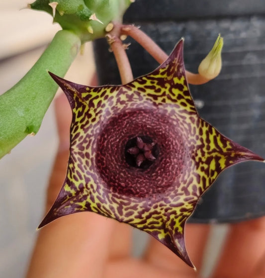Huernia ' Favorite Dish ' hybrid seeds