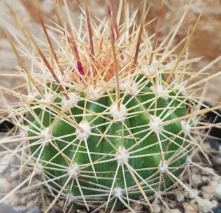Ferocactus alamosanus seeds