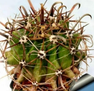 Ferocactus pennicillatus seeds