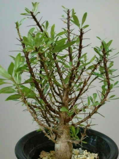 Fouquieria purpusii seeds