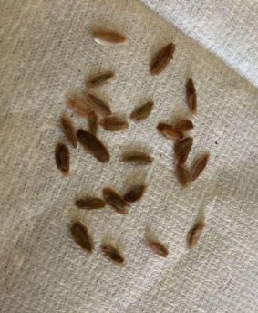 Fouquieria purpusii seeds
