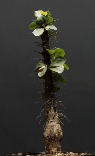 Fouquieria splendens seeds