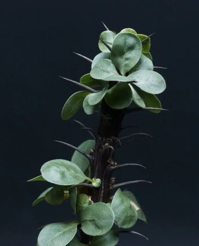 Fouquieria splendens seeds