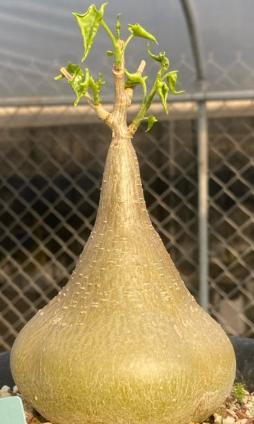 Gerrardanthus macrorrhizus seeds