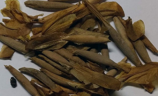 Gerrardanthus macrorrhizus seeds