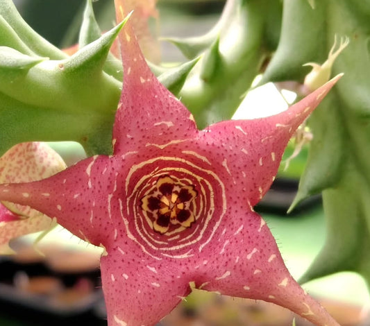 Orbea x Huernia ' Hidden Stripe ' hybrid seeds
