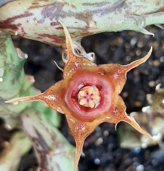 Huernia Andreana seeds