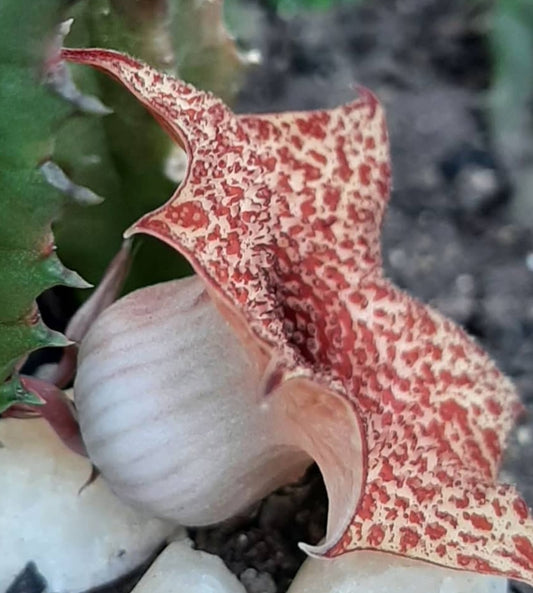 Huernia hislopii seeds