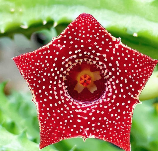 Huernia Korat Devil Tear seeds