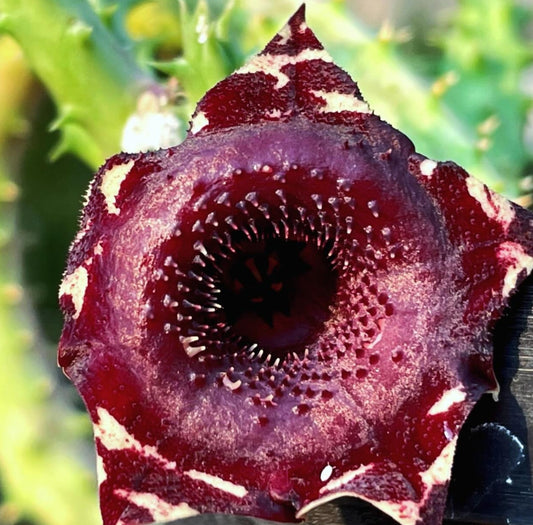 Huernia Korat Velvet seeds