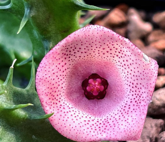 Huernia Pink Circle seeds