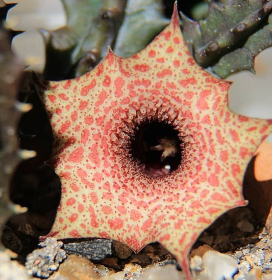 Huernia Robusta seeds
