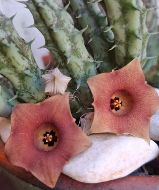 Huernia Rosea seeds
