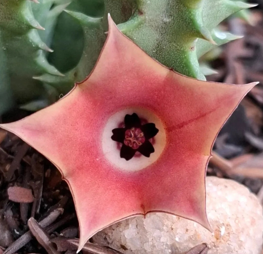 Huernia Salmon seeds
