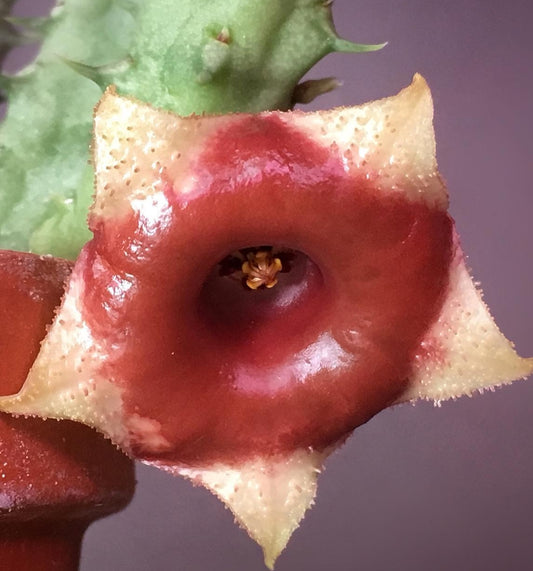 Huernia Somalica seeds