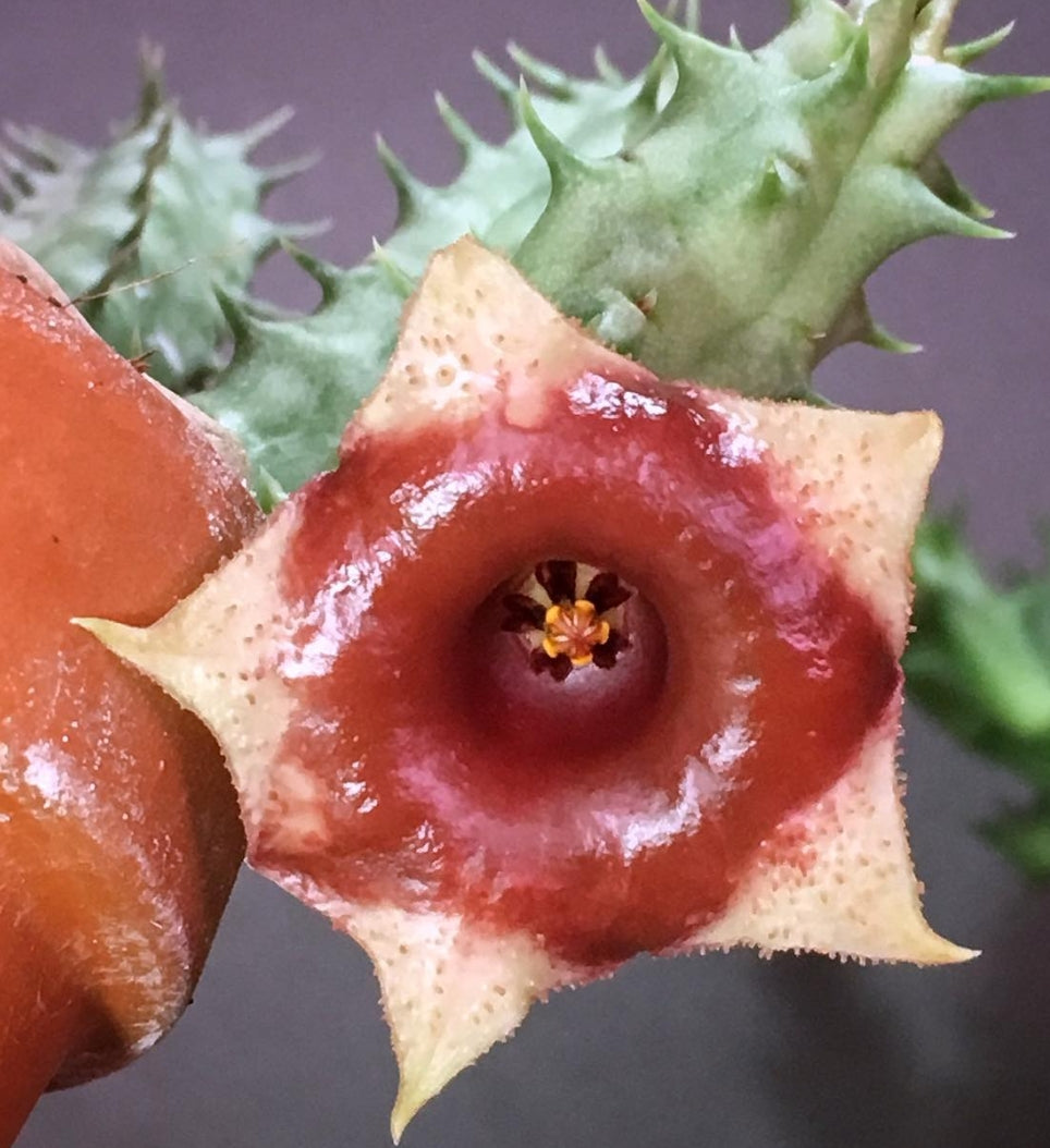 Huernia Somalica seeds
