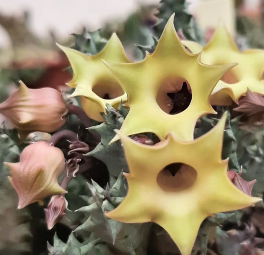 Huernia thuretii var primulina seeds
