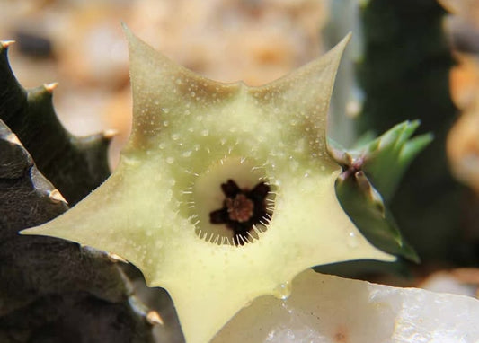 Huernia Thuretti x Papilae seeds