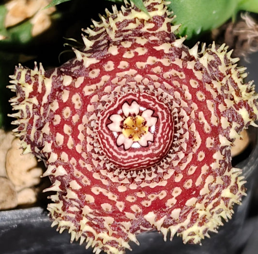 Huernia 'Angry Lady' hybrid seeds