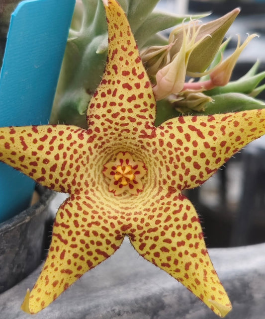 Huernia 'Pandora' hybrid seeds