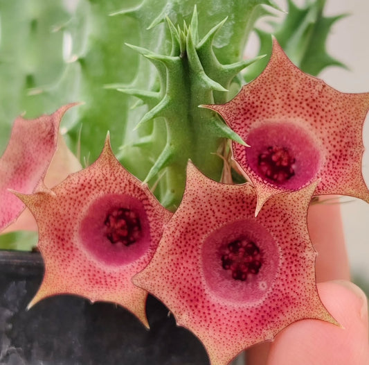 Huernia 'Red Circle' hybrid seeds
