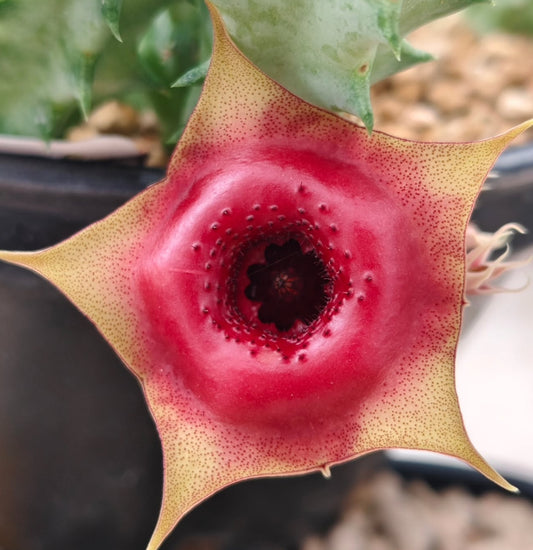 Huernia 'See a Dentist' hybrid seeds