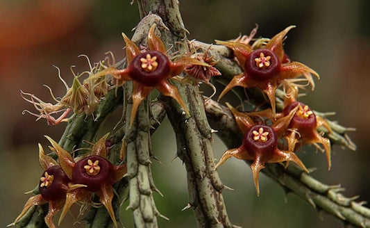 Huernia andreaeana seeds