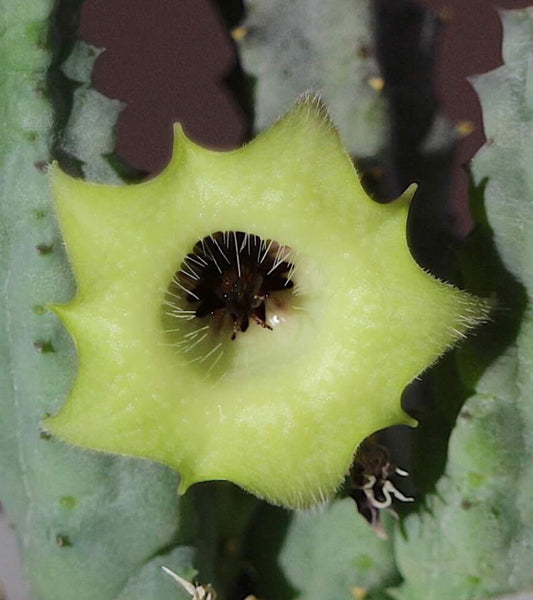Huernia bayeri seeds