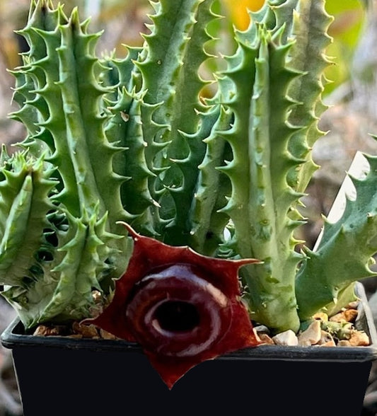 Huernia black doughnut seeds