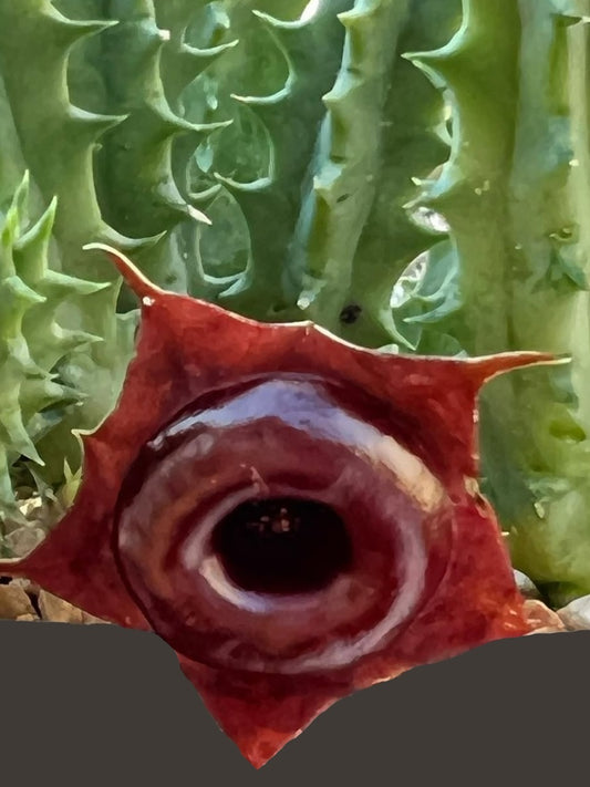 Huernia black doughnut seeds