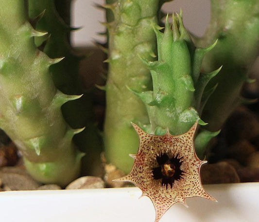 Huernia boleana seeds