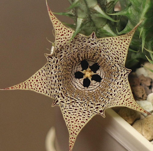 Huernia collenetteae seeds