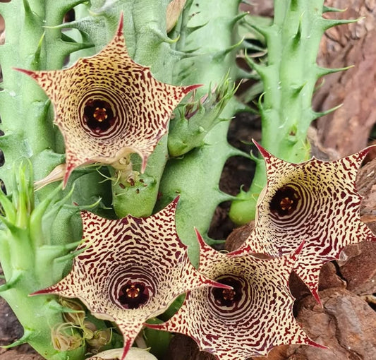 Huernia conccina seeds