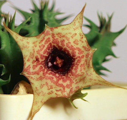 Huernia cv. Harras seeds