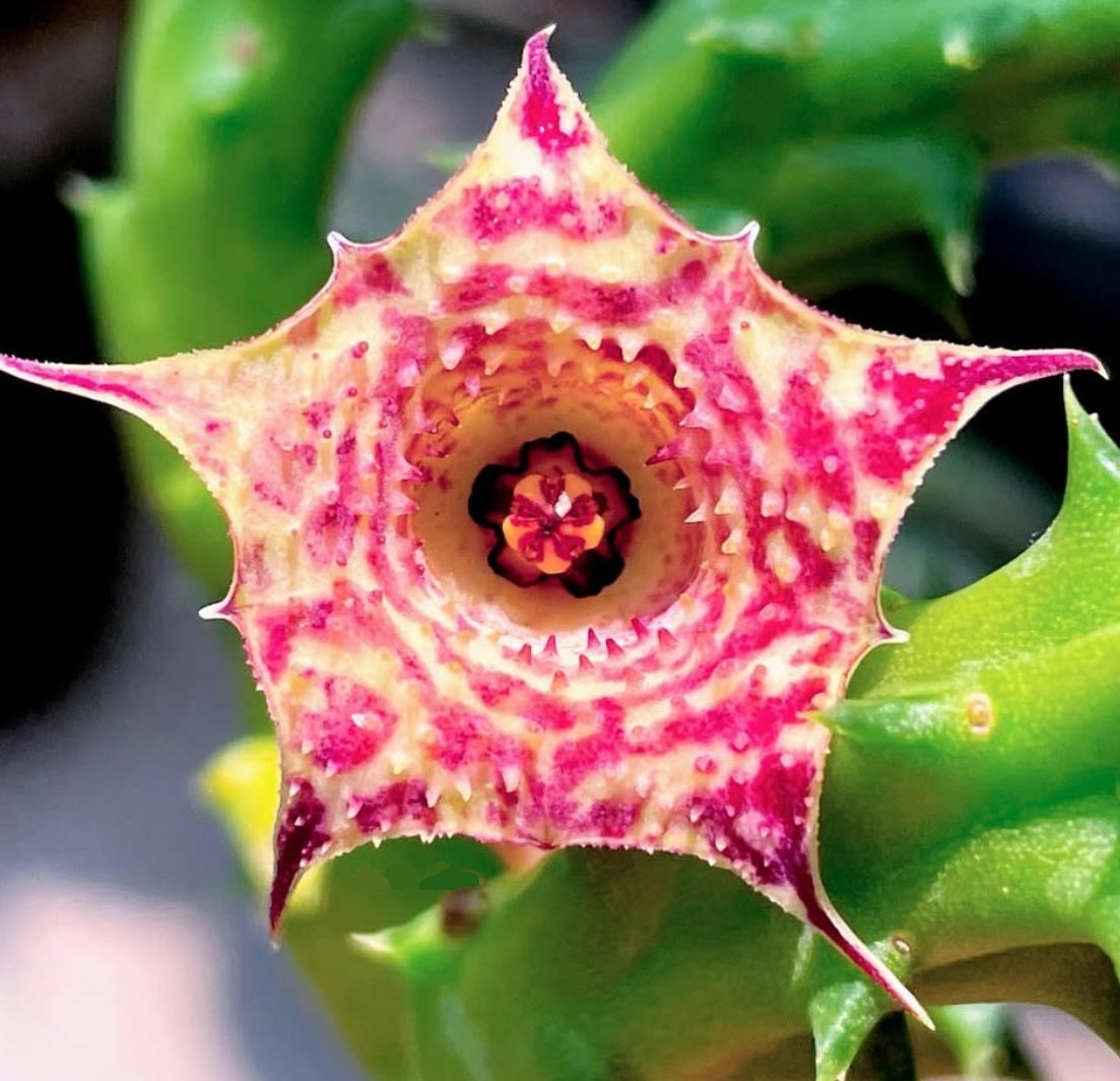 Huernia cv. cheshire cat seeds