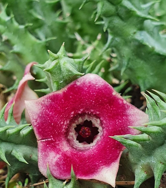 Huernia cv 'pink velvet' seeds