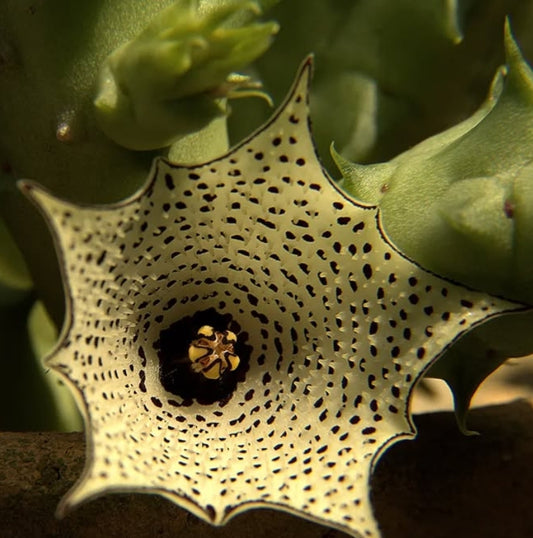 Huernia delicata seeds