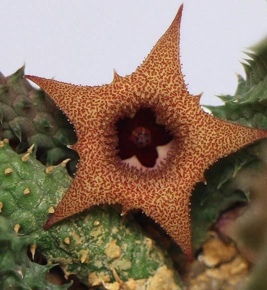 Huernia echidnopsioides seeds
