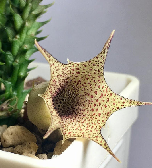 Huernia hislopii ssp. cashelensis seeds