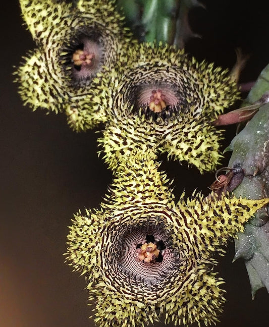 Huernia hystrix seeds