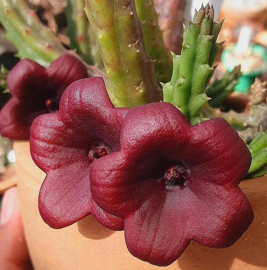 Huernia keniensis x Stapelia nudiflora seeds
