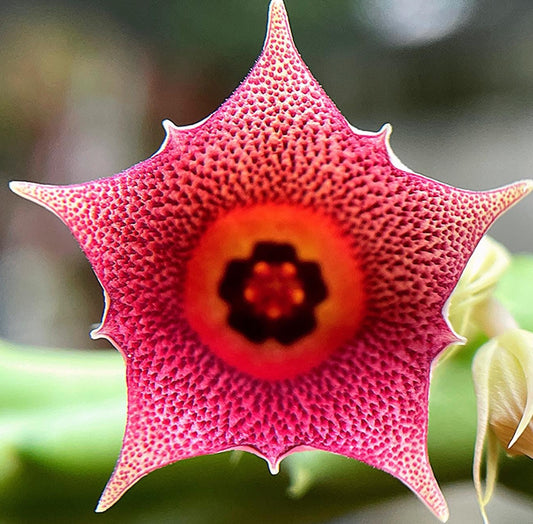 Huernia keniensis x macrocarpa seeds