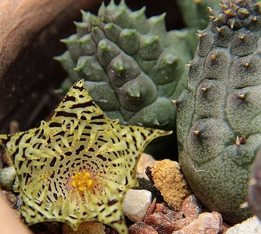 Huernia kennedyana seeds