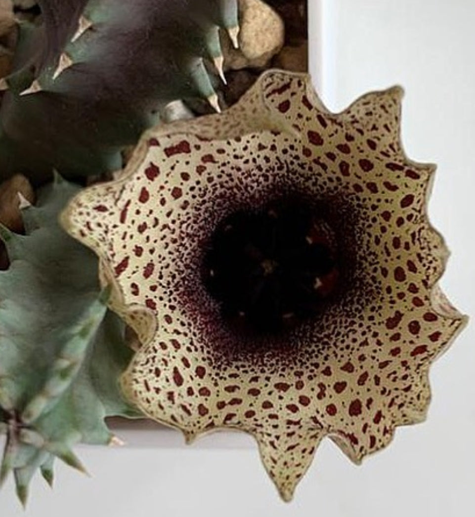 Huernia kirkii seeds