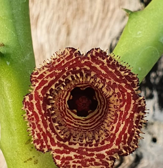 Huernia leachii hybrid seeds