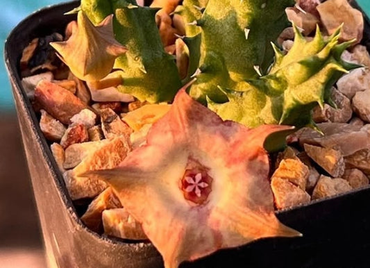 Huernia pointy bird seeds