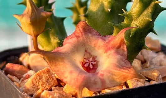 Huernia pointy bird seeds
