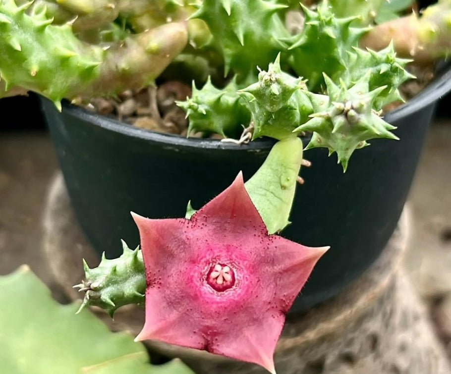 Huernia raspberry 'Tart' seeds